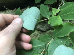 Lonicera dioica
