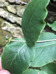 Lonicera dioica