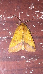 Pyrrhia cilisca