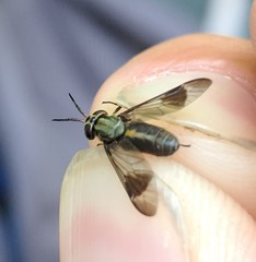 Chrysops univittatus