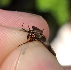 Chrysops univittatus