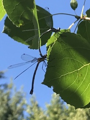 Archilestes