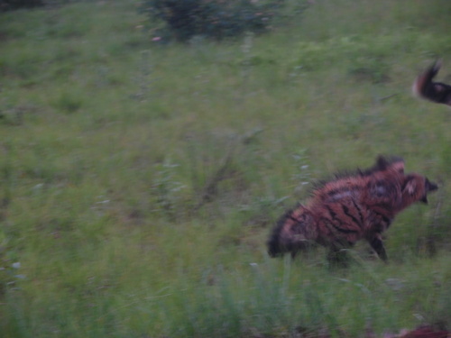 Southern Aardwolf