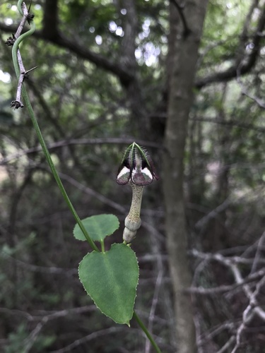 Ceropegia nilotica observed 2025-01-13