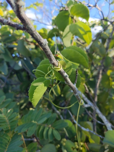 Cissus discolor, 2025-01-18