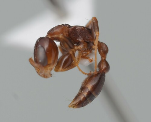 罗氏伪切叶蚁Pseudomyrmex rochai