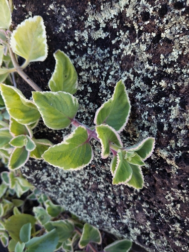 Coleus amboinicus, 2025-01-18