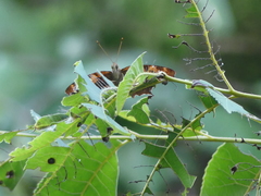 Polygonia interrogationis