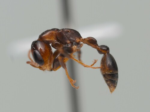 Pseudomyrmex euryblemma