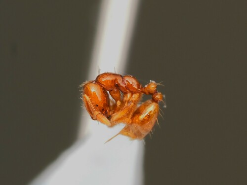 Solenopsis succineaSolenopsis succinea