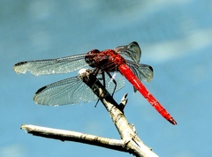 Orthemis schmidti