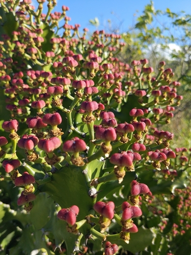 Foto de Cacto-candelabro