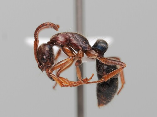 Neoponera moestaNeoponera moesta