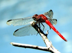 Orthemis schmidti