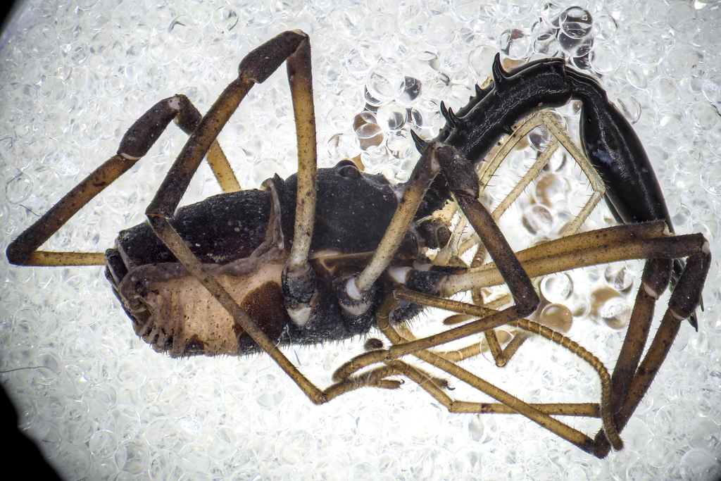 Ischyropsalis robusta