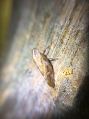 Aphrophora saratogensis