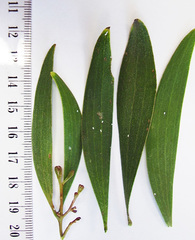 Trullifiorinia acaciae