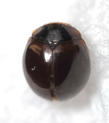 Delphastus catalinae observed 2024-12-26