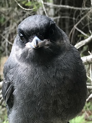 Perisoreus canadensis image
