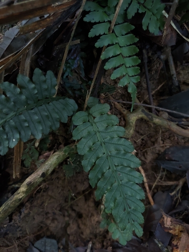 Danaea wendlandii