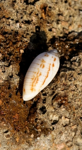 Pterygia undulosa observed 2025-01-18