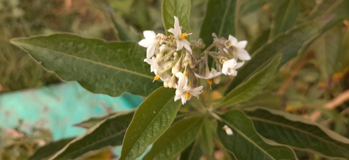 Solanum aligerum, photograph 4