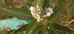 Solanum aligerum, photograph (c) Claudia Ramírez, some rights reserved (CC BY-SA)