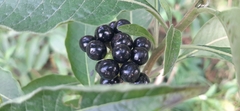 Solanum aligerum, photograph (c) Claudia Ramírez, some rights reserved (CC BY-SA)