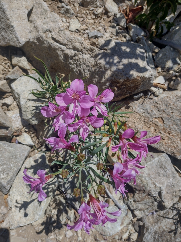 Alstroemeria presliana (Alstroemeria presliana)