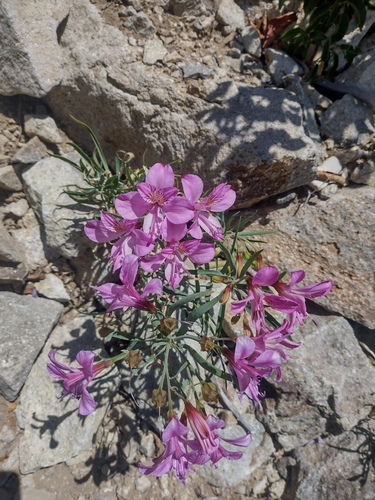 Alstroemeria presliana (Alstroemeria presliana)