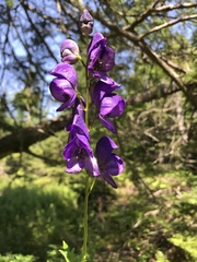 Aconitum napellus