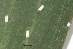 Trullifiorinia acaciae
