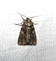 Acronicta afflicta