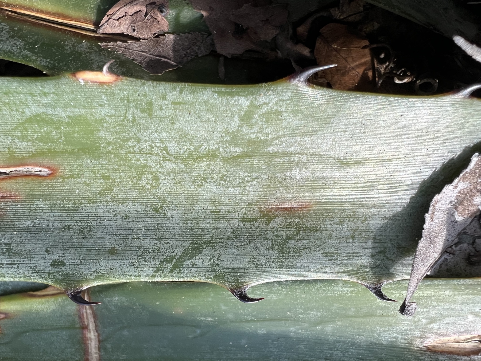 Imagem de Caraguatá