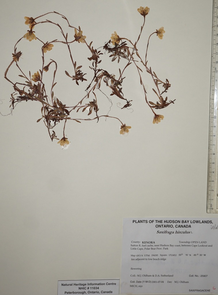 Marsh Saxifrage from Canada, Ontario, KENORA County, Sutton R. fuel ...