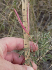 Desmanthus velutinus
