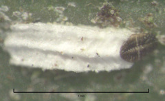 Trullifiorinia acaciae