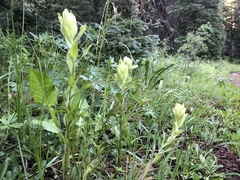 Castilleja occidentalis