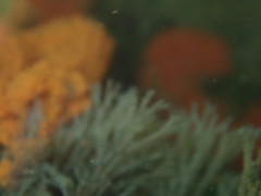 Crisularia turrita