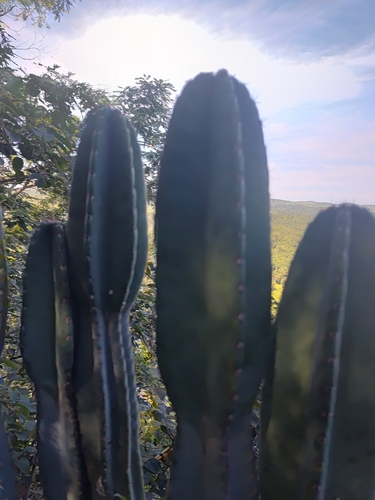 Foto de Mandacaru