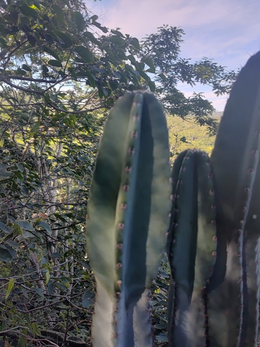 Foto de Mandacaru