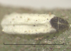Trullifiorinia acaciae
