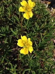 Potentilla biflora