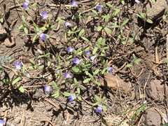 Collinsia torreyi