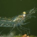 Daggerblade Grass Shrimp - Photo (c) Sequoia Janirella Wrens, some rights reserved (CC BY-NC), uploaded by Sequoia Janirella Wrens