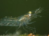 Daggerblade Grass Shrimp - Photo (c) Sequoia Janirella Wrens, some rights reserved (CC BY-NC), uploaded by Sequoia Janirella Wrens