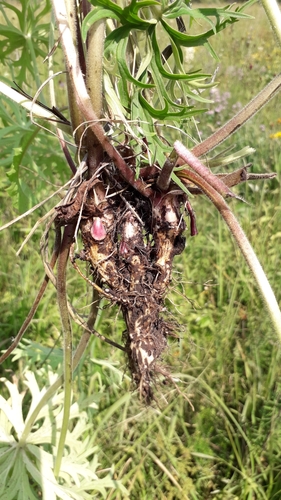 slenderleaf monkshood