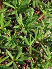 Potentilla biflora