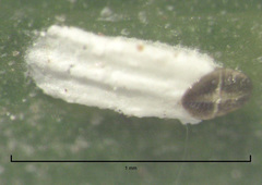 Trullifiorinia acaciae