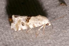 Ponometia altera
